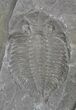 Dalmanites Trilobite (Pos/Neg) - New York #68541-3